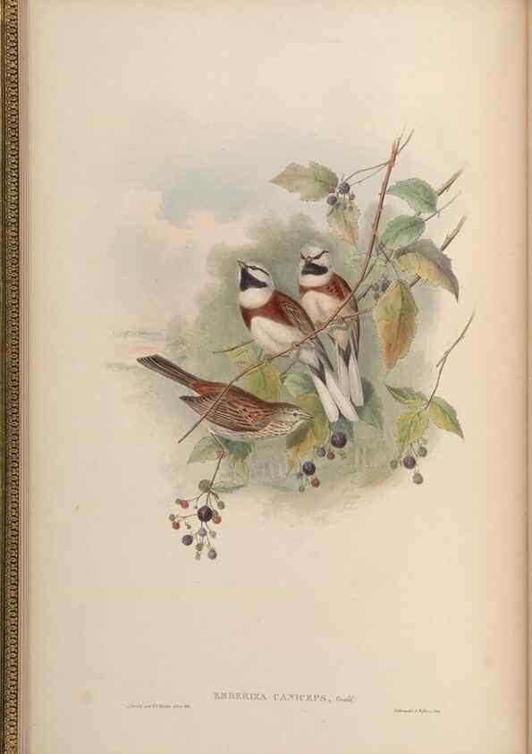 Reproducción/Reproduction 48630352171: Birds of Asia / by John Gould.. London :Printed by Taylor and Francis, pub. by the author,1850-1883.. 