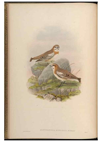 Reproducción/Reproduction 48630351866: Birds of Asia / by John Gould.. London :Printed by Taylor and Francis, pub. by the author,1850-1883.. 