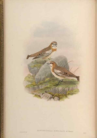 Reproducción/Reproduction 48630351866: Birds of Asia / by John Gould.. London :Printed by Taylor and Francis, pub. by the author,1850-1883.. 