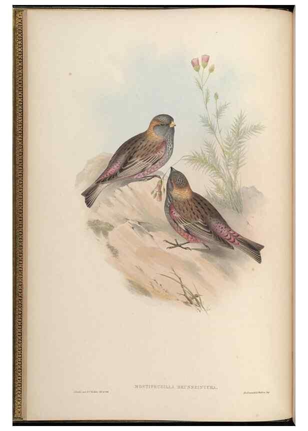 Reproducción/Reproduction 48630351471: Birds of Asia / by John Gould.. London :Printed by Taylor and Francis, pub. by the author,1850-1883.. 