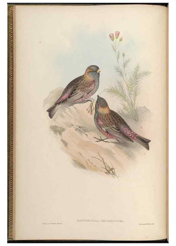 Reproducción/Reproduction 48630351471: Birds of Asia / by John Gould.. London :Printed by Taylor and Francis, pub. by the author,1850-1883.. 