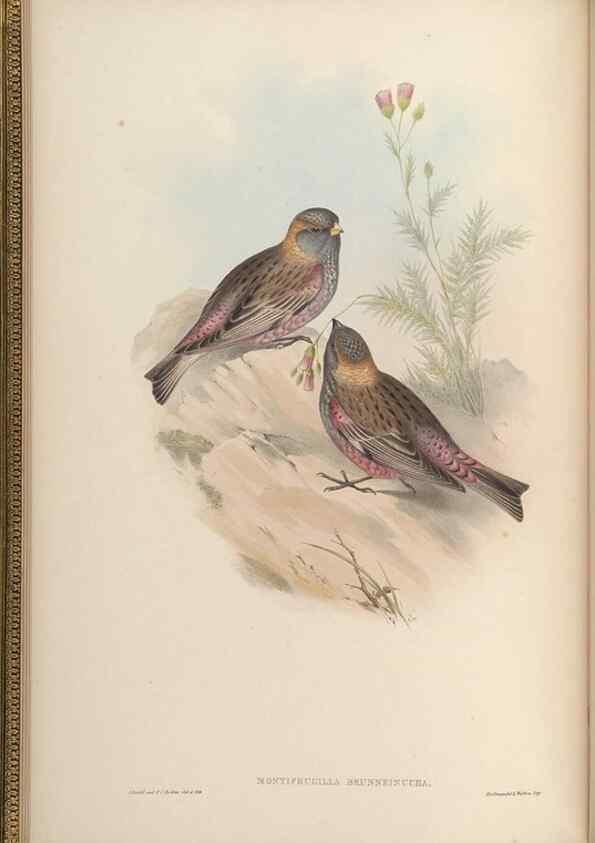 Reproducción/Reproduction 48630351471: Birds of Asia / by John Gould.. London :Printed by Taylor and Francis, pub. by the author,1850-1883.. 
