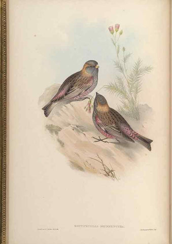 Reproducción/Reproduction 48630351471: Birds of Asia / by John Gould.. London :Printed by Taylor and Francis, pub. by the author,1850-1883.. 