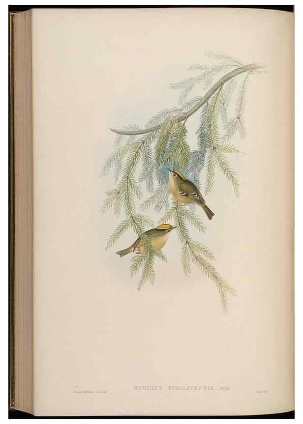 Reproducción/Reproduction 48630438247: Birds of Asia / by John Gould.. London :Printed by Taylor and Francis, pub. by the author,1850-1883.. 