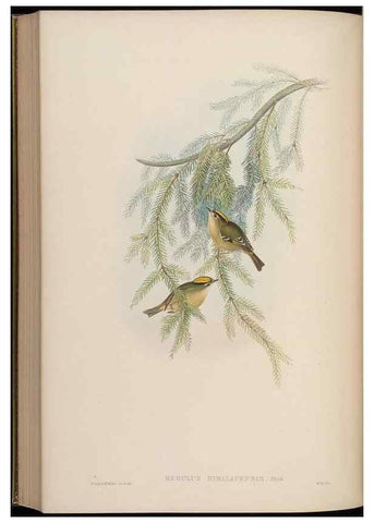 Reproducción/Reproduction 48630438247: Birds of Asia / by John Gould.. London :Printed by Taylor and Francis, pub. by the author,1850-1883.. 