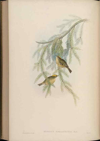 Reproducción/Reproduction 48630438247: Birds of Asia / by John Gould.. London :Printed by Taylor and Francis, pub. by the author,1850-1883.. 