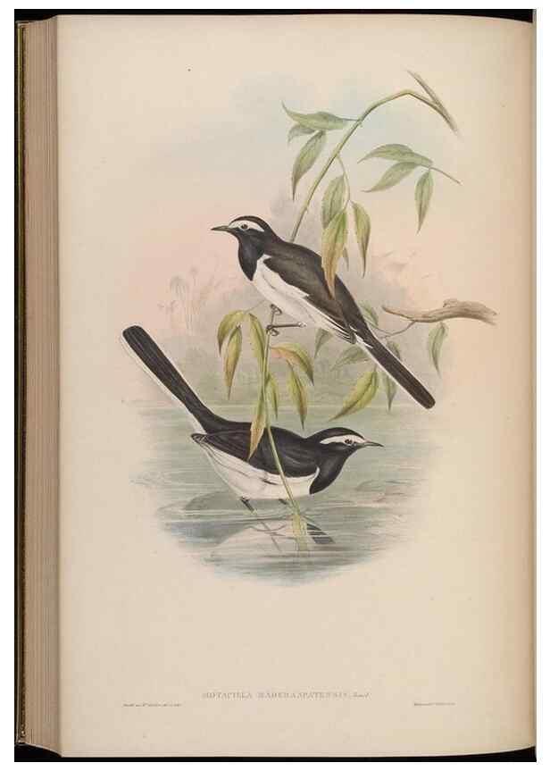 Reproducción/Reproduction 48629932473: Birds of Asia / by John Gould.. London :Printed by Taylor and Francis, pub. by the author,1850-1883.. 