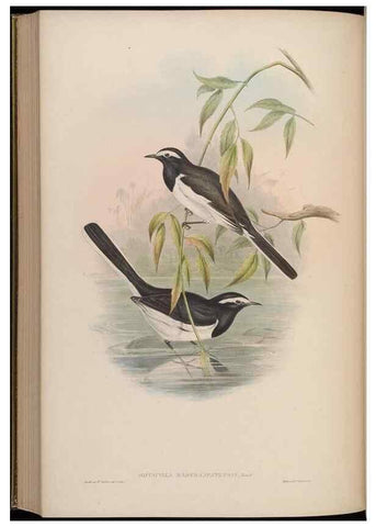 Reproducción/Reproduction 48629932473: Birds of Asia / by John Gould.. London :Printed by Taylor and Francis, pub. by the author,1850-1883.. 