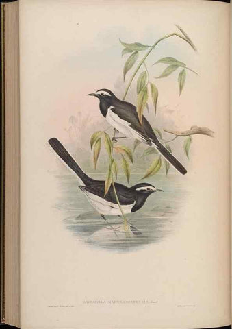 Reproducción/Reproduction 48629932473: Birds of Asia / by John Gould.. London :Printed by Taylor and Francis, pub. by the author,1850-1883.. 