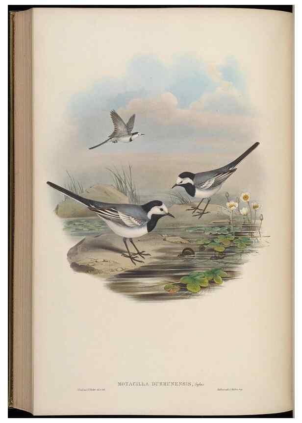 Reproducción/Reproduction 48630286616: Birds of Asia / by John Gould.. London :Printed by Taylor and Francis, pub. by the author,1850-1883.. 