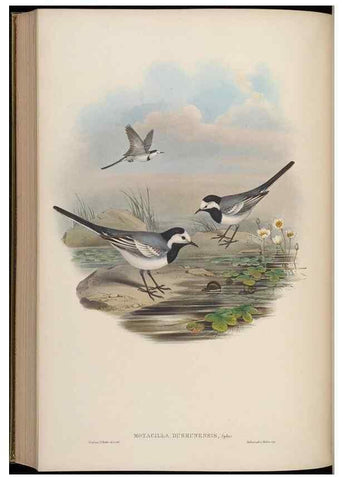Reproducción/Reproduction 48630286616: Birds of Asia / by John Gould.. London :Printed by Taylor and Francis, pub. by the author,1850-1883.. 