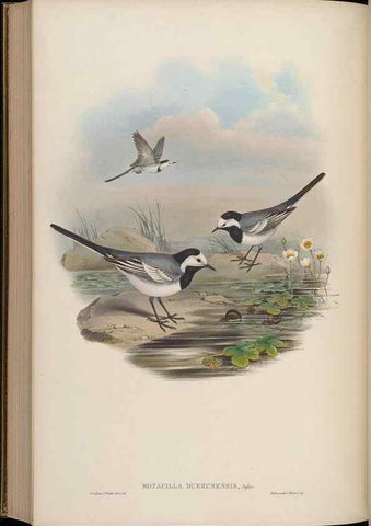 Reproducción/Reproduction 48630286616: Birds of Asia / by John Gould.. London :Printed by Taylor and Francis, pub. by the author,1850-1883.. 
