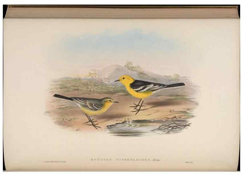 Reproducción/Reproduction 48629933378: Birds of Asia / by John Gould.. London :Printed by Taylor and Francis, pub. by the author,1850-1883.. 