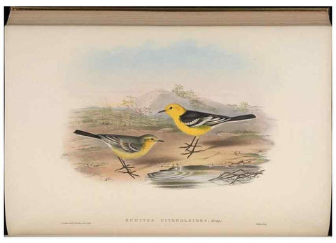 Reproducción/Reproduction 48629933378: Birds of Asia / by John Gould.. London :Printed by Taylor and Francis, pub. by the author,1850-1883.. 