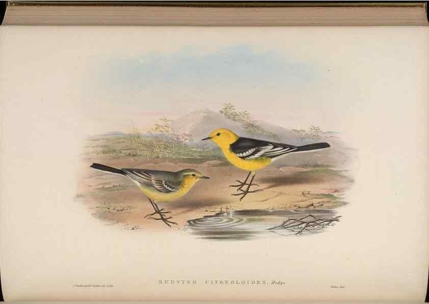 Reproducción/Reproduction 48629933378: Birds of Asia / by John Gould.. London :Printed by Taylor and Francis, pub. by the author,1850-1883.. 