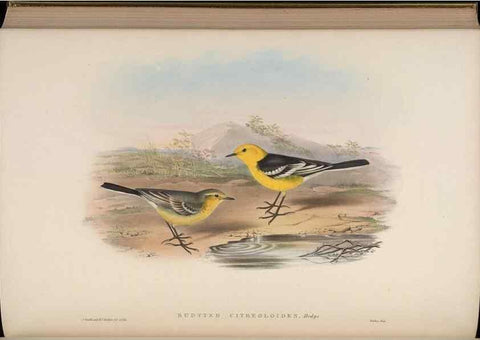 Reproducción/Reproduction 48629933378: Birds of Asia / by John Gould.. London :Printed by Taylor and Francis, pub. by the author,1850-1883.. 