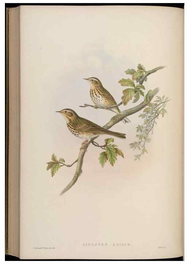 Reproducción/Reproduction 48630440027: Birds of Asia / by John Gould.. London :Printed by Taylor and Francis, pub. by the author,1850-1883.. 