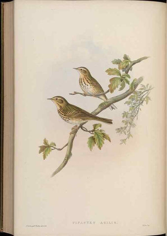 Reproducción/Reproduction 48630440027: Birds of Asia / by John Gould.. London :Printed by Taylor and Francis, pub. by the author,1850-1883.. 
