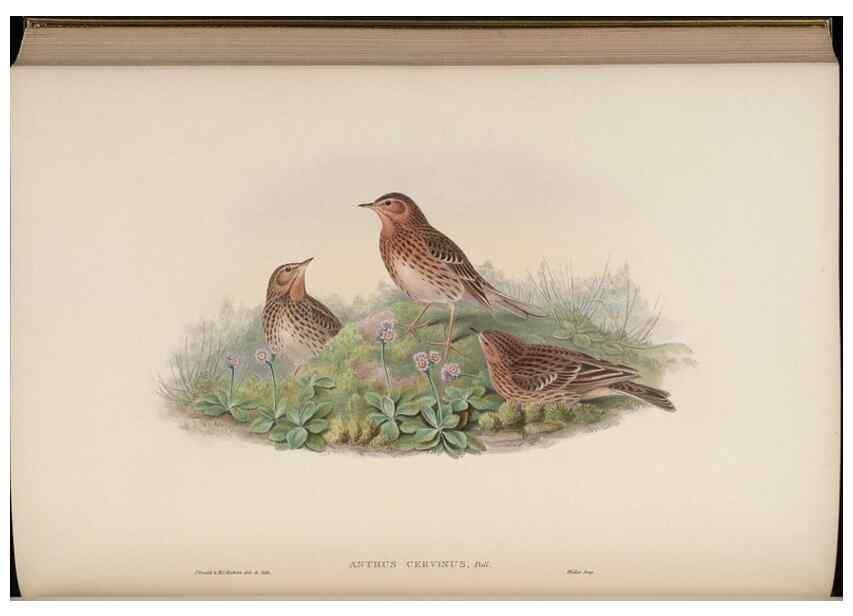 Reproducción/Reproduction 48630440432: Birds of Asia / by John Gould.. London :Printed by Taylor and Francis, pub. by the author,1850-1883.. 
