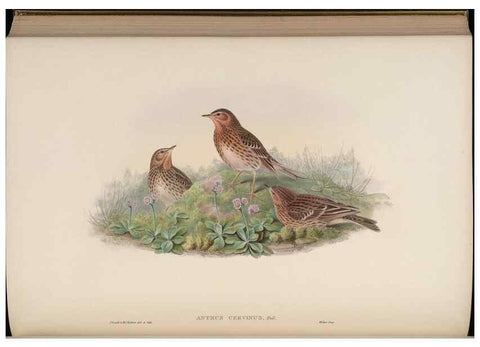Reproducción/Reproduction 48630440432: Birds of Asia / by John Gould.. London :Printed by Taylor and Francis, pub. by the author,1850-1883.. 