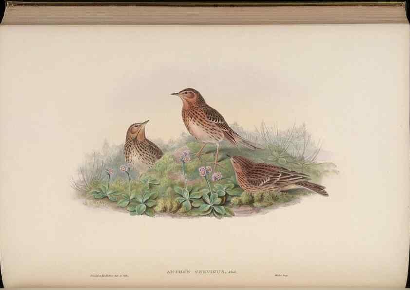 Reproducción/Reproduction 48630440432: Birds of Asia / by John Gould.. London :Printed by Taylor and Francis, pub. by the author,1850-1883.. 