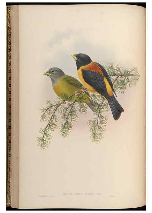 Reproducción/Reproduction 48630511057: Birds of Asia / by John Gould.. London :Printed by Taylor and Francis, pub. by the author,1850-1883.. 