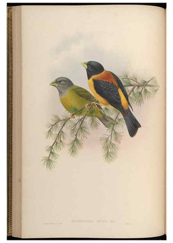 Reproducción/Reproduction 48630511057: Birds of Asia / by John Gould.. London :Printed by Taylor and Francis, pub. by the author,1850-1883.. 