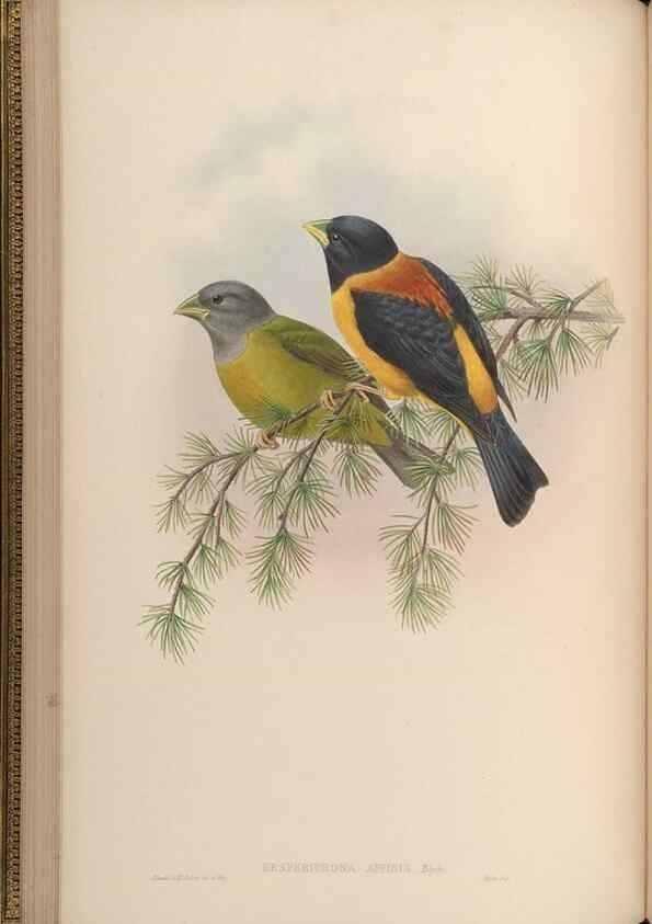 Reproducción/Reproduction 48630511057: Birds of Asia / by John Gould.. London :Printed by Taylor and Francis, pub. by the author,1850-1883.. 