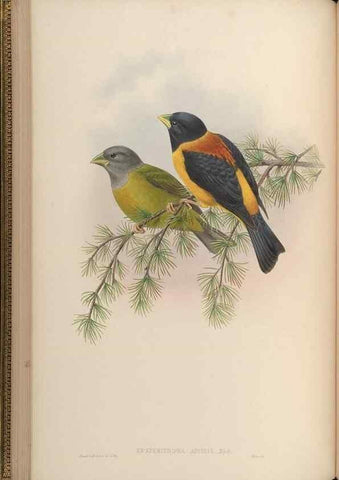 Reproducción/Reproduction 48630511057: Birds of Asia / by John Gould.. London :Printed by Taylor and Francis, pub. by the author,1850-1883.. 