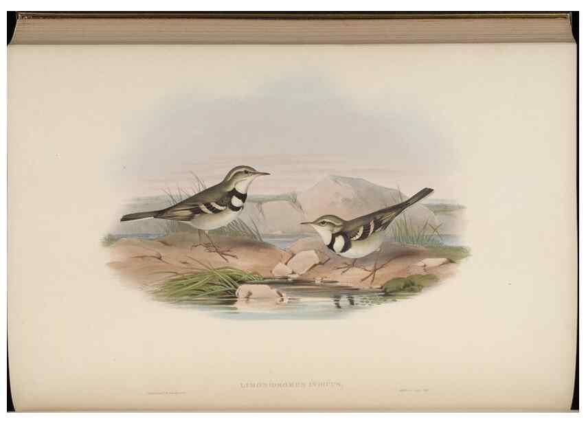 Reproducción/Reproduction 48630440777: Birds of Asia / by John Gould.. London :Printed by Taylor and Francis, pub. by the author,1850-1883.. 
