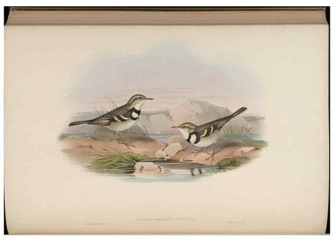 Reproducción/Reproduction 48630440777: Birds of Asia / by John Gould.. London :Printed by Taylor and Francis, pub. by the author,1850-1883.. 