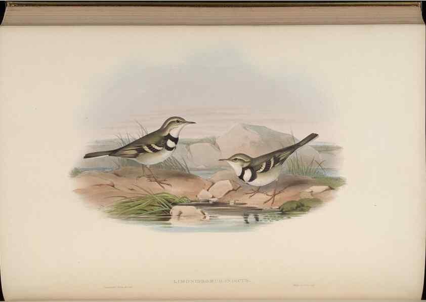 Reproducción/Reproduction 48630440777: Birds of Asia / by John Gould.. London :Printed by Taylor and Francis, pub. by the author,1850-1883.. 