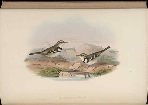 Reproducción/Reproduction 48630440777: Birds of Asia / by John Gould.. London :Printed by Taylor and Francis, pub. by the author,1850-1883.. 