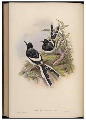 Reproducción/Reproduction 48630288796: Birds of Asia / by John Gould.. London :Printed by Taylor and Francis, pub. by the author,1850-1883.. 