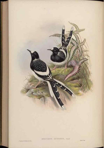 Reproducción/Reproduction 48630288796: Birds of Asia / by John Gould.. London :Printed by Taylor and Francis, pub. by the author,1850-1883.. 