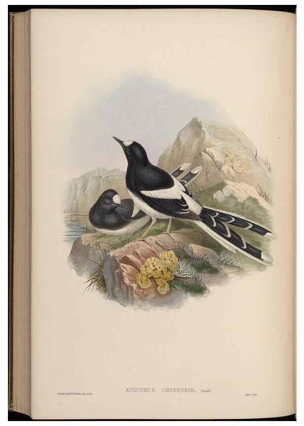 Reproducción/Reproduction 48630441722: Birds of Asia / by John Gould.. London :Printed by Taylor and Francis, pub. by the author,1850-1883.. 