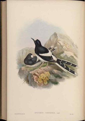 Reproducción/Reproduction 48630441722: Birds of Asia / by John Gould.. London :Printed by Taylor and Francis, pub. by the author,1850-1883.. 