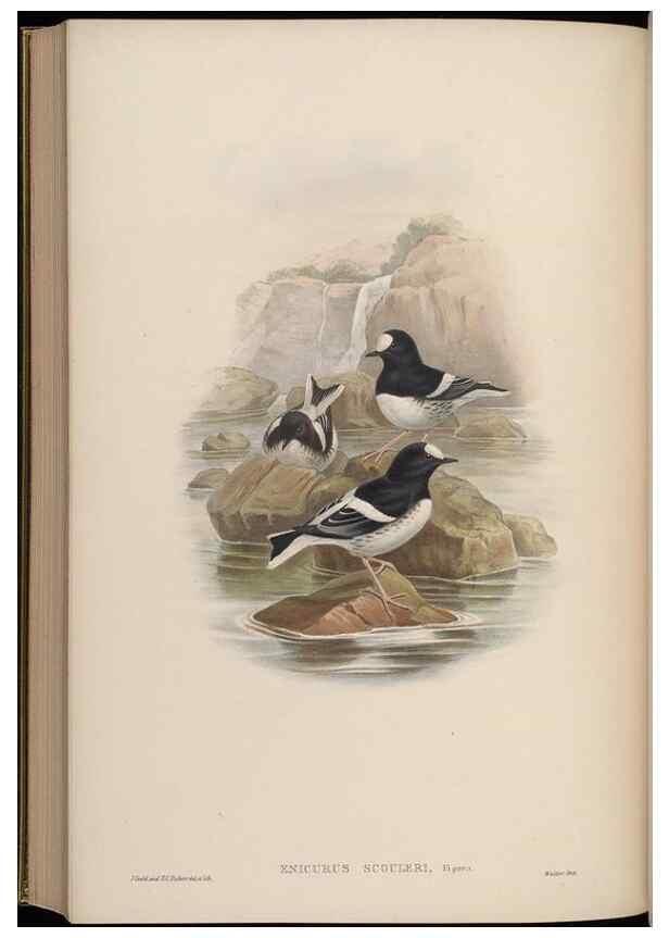 Reproducción/Reproduction 48630442072: Birds of Asia / by John Gould.. London :Printed by Taylor and Francis, pub. by the author,1850-1883.. 