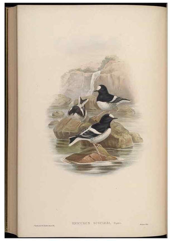 Reproducción/Reproduction 48630442072: Birds of Asia / by John Gould.. London :Printed by Taylor and Francis, pub. by the author,1850-1883.. 