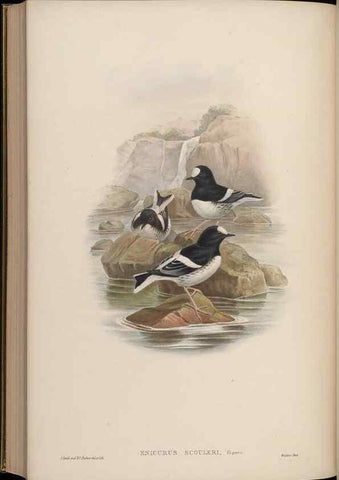 Reproducción/Reproduction 48630442072: Birds of Asia / by John Gould.. London :Printed by Taylor and Francis, pub. by the author,1850-1883.. 