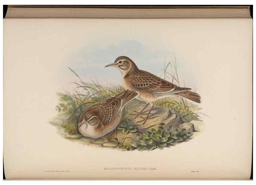 Reproducción/Reproduction 48630289871: Birds of Asia / by John Gould.. London :Printed by Taylor and Francis, pub. by the author,1850-1883.. 