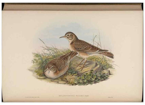 Reproducción/Reproduction 48630289871: Birds of Asia / by John Gould.. London :Printed by Taylor and Francis, pub. by the author,1850-1883.. 
