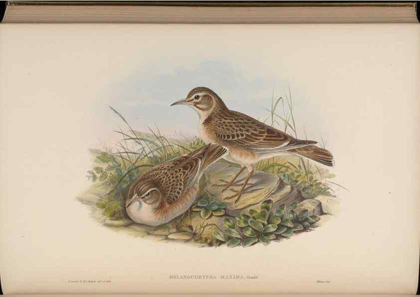 Reproducción/Reproduction 48630289871: Birds of Asia / by John Gould.. London :Printed by Taylor and Francis, pub. by the author,1850-1883.. 