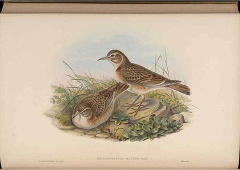 Reproducción/Reproduction 48630289871: Birds of Asia / by John Gould.. London :Printed by Taylor and Francis, pub. by the author,1850-1883.. 