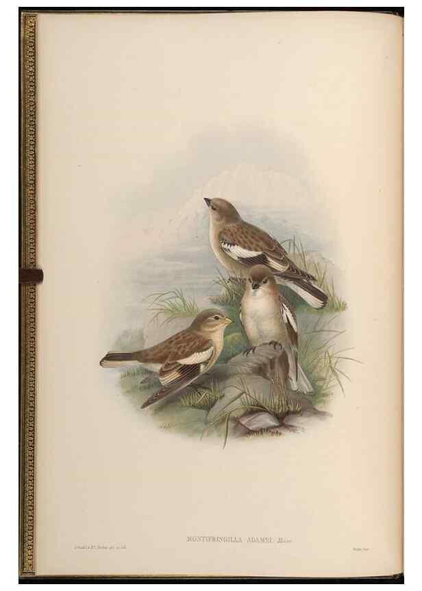 Reproducción/Reproduction 48630502467: Birds of Asia / by John Gould.. London :Printed by Taylor and Francis, pub. by the author,1850-1883.. 