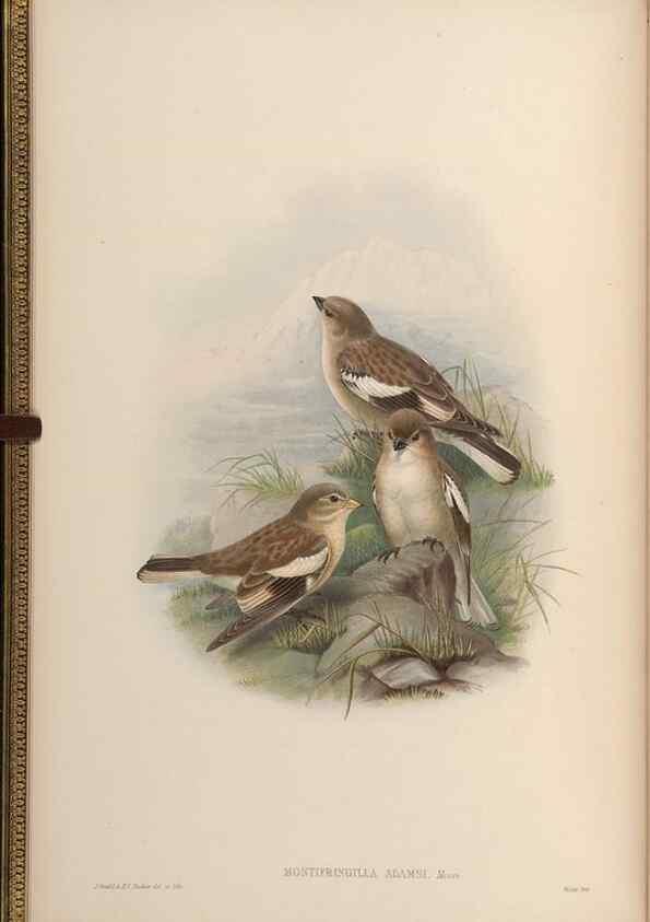 Reproducción/Reproduction 48630502467: Birds of Asia / by John Gould.. London :Printed by Taylor and Francis, pub. by the author,1850-1883.. 