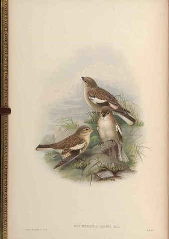 Reproducción/Reproduction 48630502467: Birds of Asia / by John Gould.. London :Printed by Taylor and Francis, pub. by the author,1850-1883.. 
