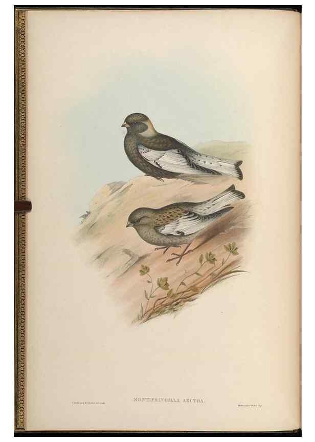 Reproducción/Reproduction 48630502787: Birds of Asia / by John Gould.. London :Printed by Taylor and Francis, pub. by the author,1850-1883.. 