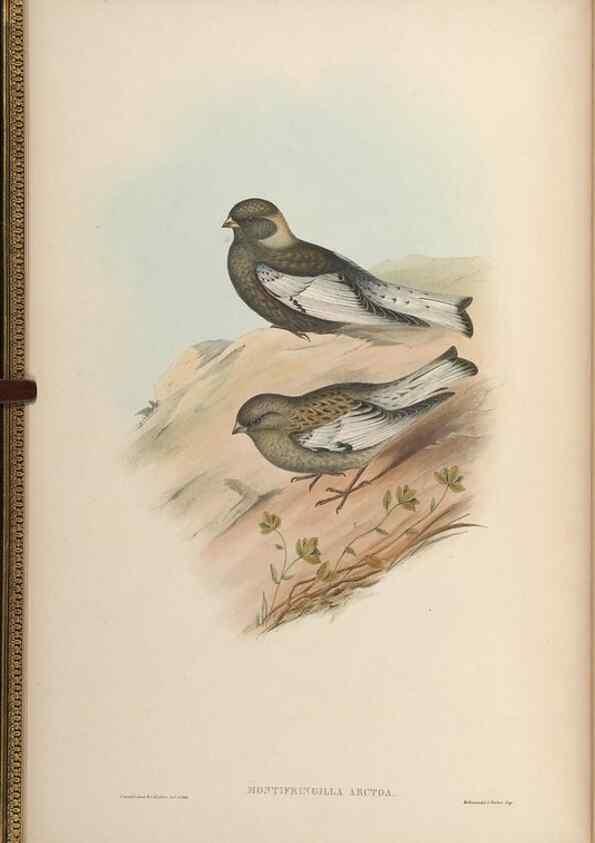 Reproducción/Reproduction 48630502787: Birds of Asia / by John Gould.. London :Printed by Taylor and Francis, pub. by the author,1850-1883.. 