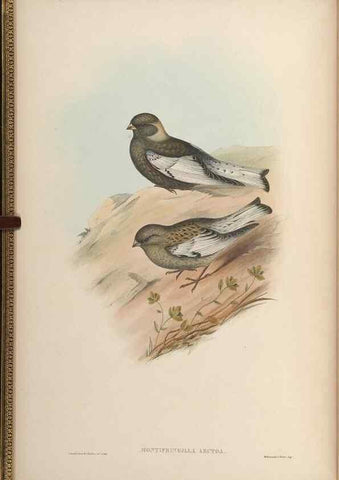 Reproducción/Reproduction 48630502787: Birds of Asia / by John Gould.. London :Printed by Taylor and Francis, pub. by the author,1850-1883.. 